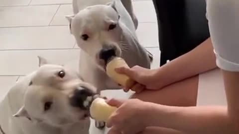 Cute Baby Dogs are Eating Ice cream Very Hungry