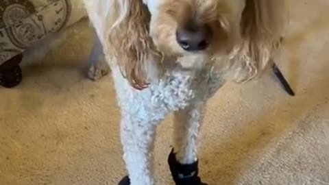 Dogs Wearing Socks for the First Time