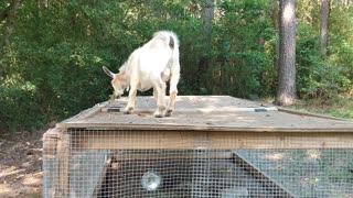 Baby goats playing East Texas