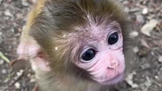 Monkey#5