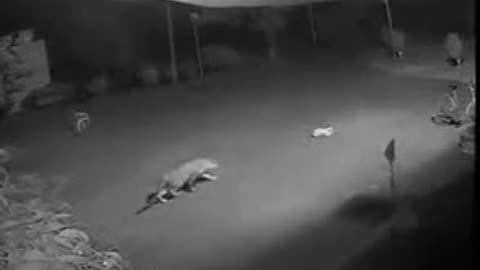 Tiger hunting a dog at night , captured in camera