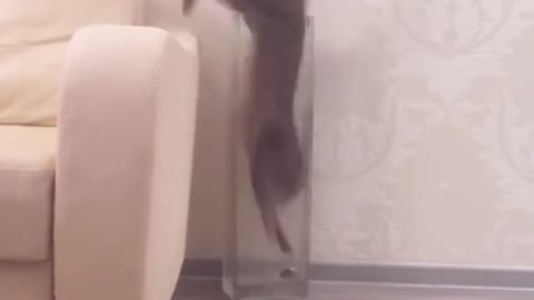 Grey cat stuck in clear glass