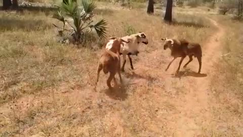 Three Goats fighting -