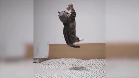 Cat making an incredible save