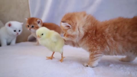 Tiny Chicken Meets Cute Kittens For the First Time