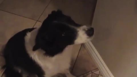 My talking border collie - learning to say "hello"!
