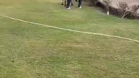 Tiger attack on dog 😱