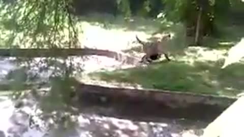 RAW VIDEO Rare White tiger kills boy at New Delhi zoo
