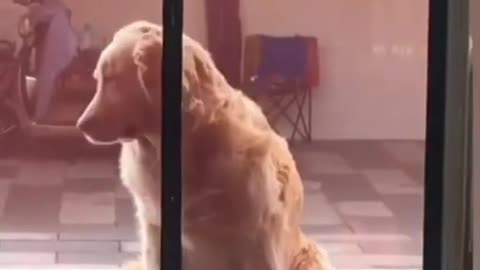 SEEING SOMETHING INTERESTING 😂😂😂 FUNNY DOG VIDEO #SHORTS