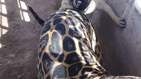 Pug Playfully Pesters Jaguar Pal