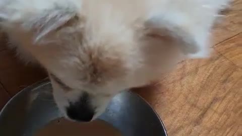 A dog eating karyamel pet milk