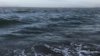 Huge Queensland Grouper Reeled in on Beach