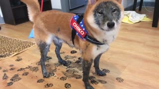 Muddy Shiba Inu Pulls Off Cutest Fox Impression Of All-Time