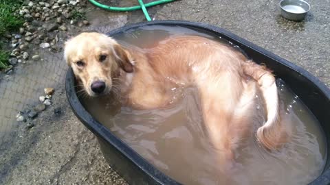 Golden Retriever Makes The Most Of A Tiny Bathtub