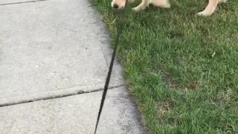 Dogy Playing OutDoors with Sticks