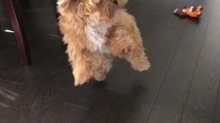 Small brown shaggy dog misses tennis ball catch