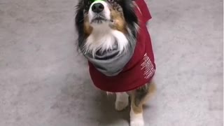 Aussie balances ball on head like a champ