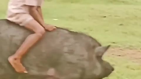 Pig animal child play