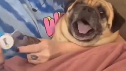 Try not to laugh Pug dog scared to get his nails clipped