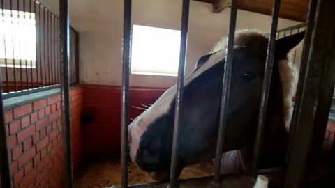 Horse eating behind metal fence at farm. Horse feeding at ranch