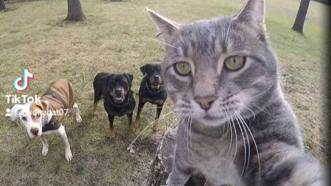 Funny 🤣 and reaction of cats with his friends