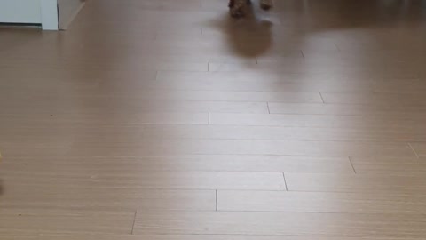 cute dog dribbling