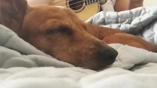 Serenading my sleepy pup! The cutest!