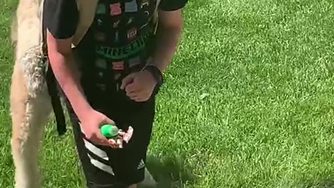 Dog Greets Boy Getting off School Bus with a Hug