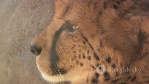 The Lightning Speed of the Cheetah: Unleashing Nature's Fastest Predator! #shorts