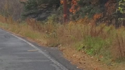 White Tail by Mail Box Northern Maine