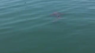 Tiburón en la bahía de Cartagena