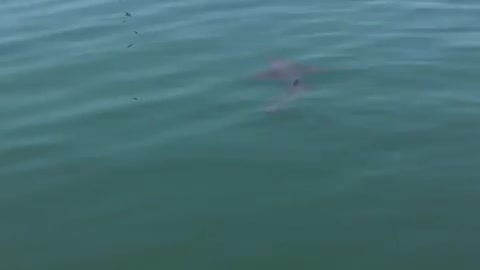 Tiburón en la bahía de Cartagena