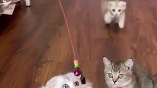 Two cute kittens playing with toy