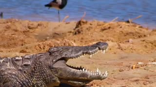 How Alligators Are Dangerous in America!