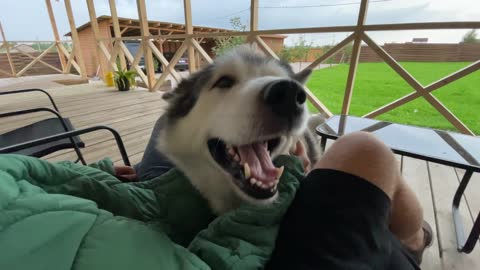 Cute dog playing | super happy dog | dog love |