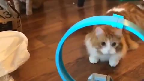 Gatinho sendo hipnotizado pelo brinquedo