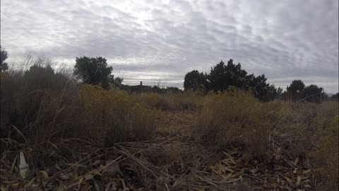 Weeds and Clouds Time Lapse