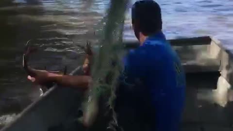 Buck Rescue After Hurricane Harvey