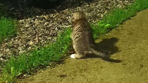 Kitten playing with moths.