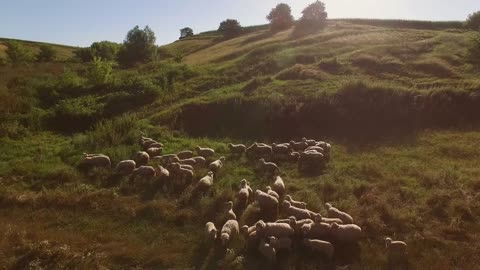 Group of sheep. Animals on the meadow