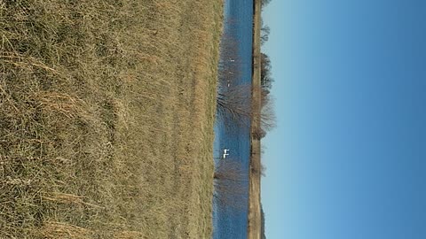 Swans on the lake in Missouri