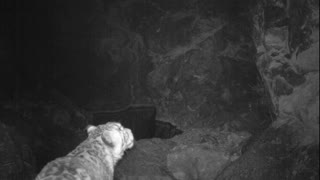 Rare, Stunning Snow Leopard Footage from Mongolia