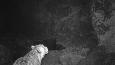 Rare, Stunning Snow Leopard Footage from Mongolia