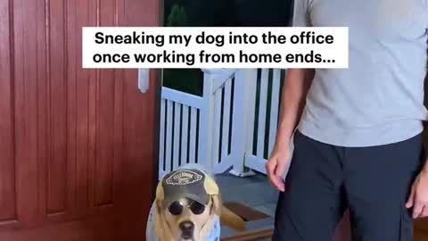 What will you do with your dog once you have to go back into the office? 😂