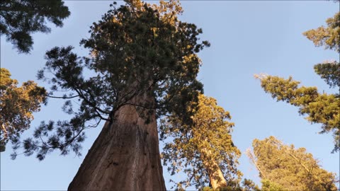 Leap Year Music Miigwech Stag Waterfall Giant Sequoia Tree Feb 29 2024