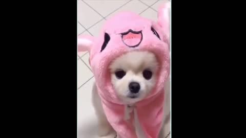 TRY NOT TO LAUGH - Cute DOG Videos _ Funny Videos 2021_ DOG 247