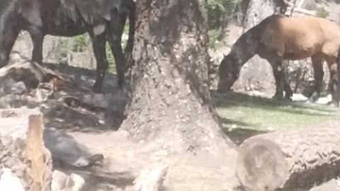 Wild horses in Lincoln National Forest, Sacramento Ranger District