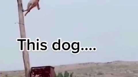 Dog crazy jump ability