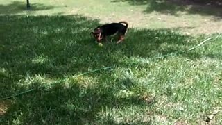 Pippin black and brown dog playing fetch in backyard