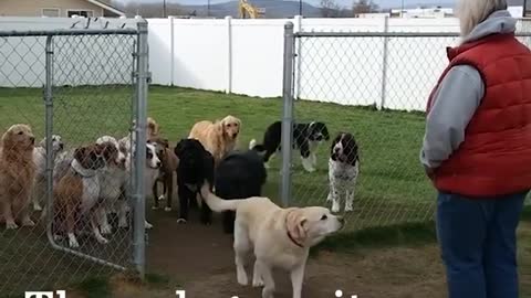 GOOD DOGS WAIT FOR THEIR NAME TO BE CALLED